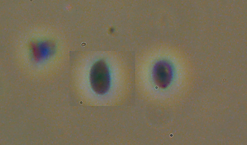 Una specie di Phlebia? (Steccherinum ochraceum)
